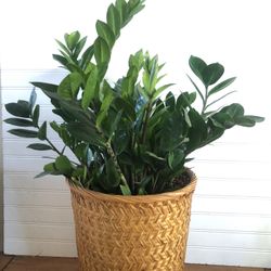 Plant Wicker Bamboo Can Basket 