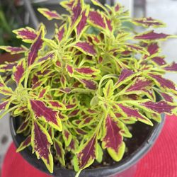Coleus Plant Outdoor 