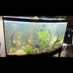 55 Gallon Bow Front 