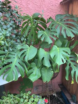 Monstera