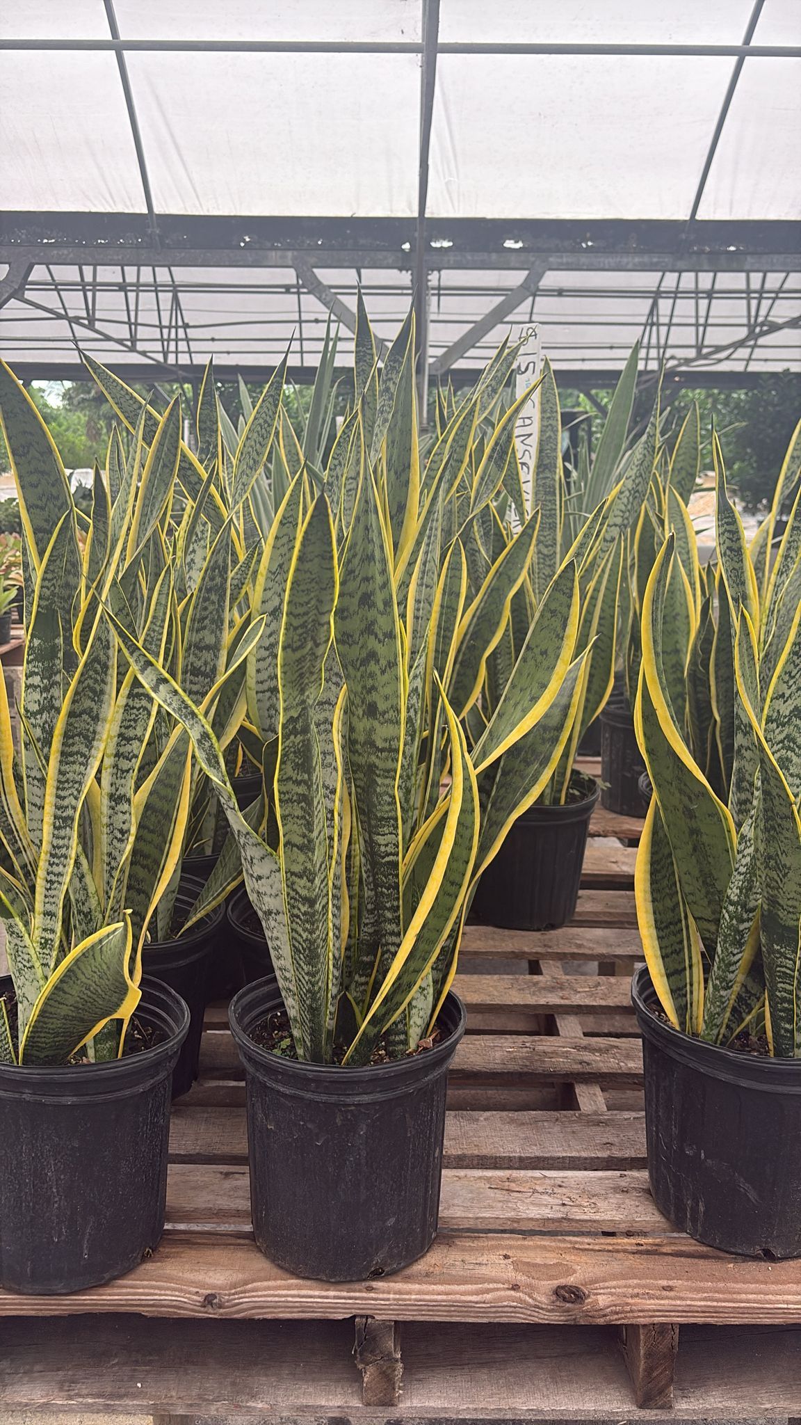 Snake Plant - 3gl