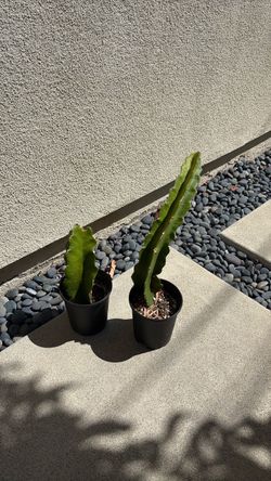 Rooted Dragon Fruit Plants – Set of 2