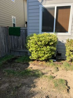 3 5ft Bushes For Sale
