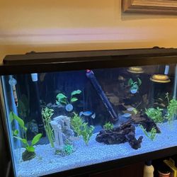 40 Gallon Aquarium and Stand