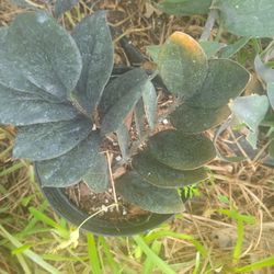 Black Zz Plant