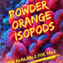 POWDER ORANGE ISOPODS 