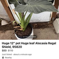 Huge 12” pot Huge leaf Alocasia Regal Shield, Ceramic Pot Not Included; 95820