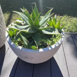 Stunning Statement Gold-Toothed Aloe & Modern Pot