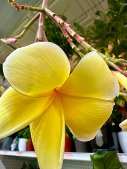 Aztec Gold Plumaria hoa xứ đại vàng