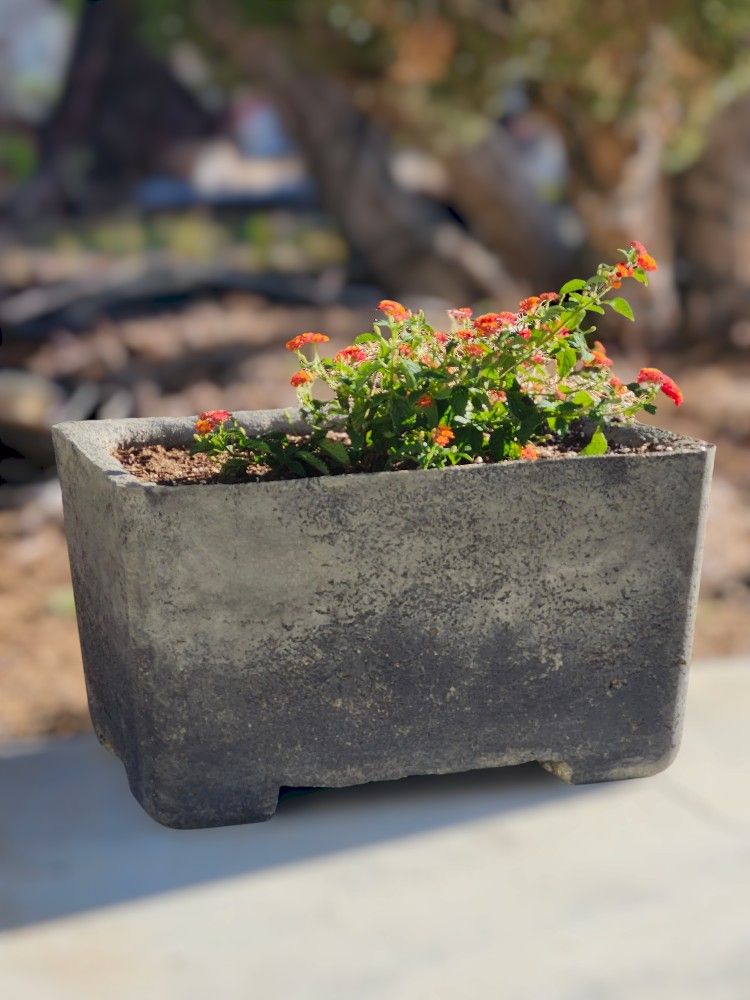 Pots & Things At Quartz Hill. Modern Concrete Planter