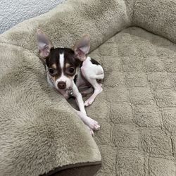 Small White And Brown Dog 🐕 Bed