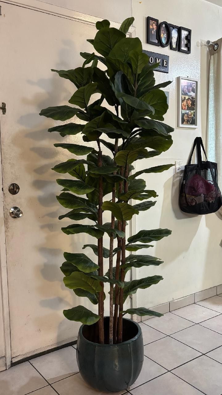 6ft Faux Fiddle Fig Tree w/Heavy Ceramic Pot