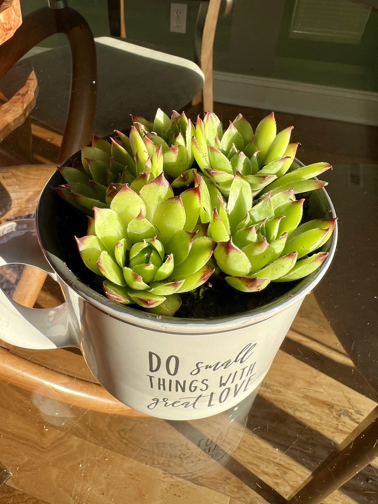Succulents In Cup
