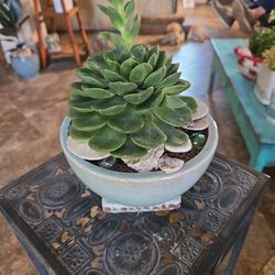 Great Mother's Day Gift!  Live Succulent In Exquisite Ceramic Pot With Real Sand Dollars And Shells