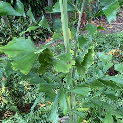 Tree Plant