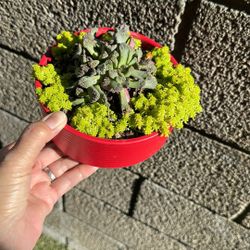 Succulent: Jakkalswater 