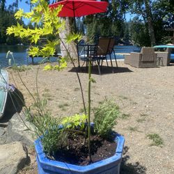 XL Custom Designed Ceramic Planter (part II)