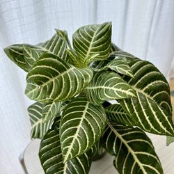 Lush Zebra Plant 9”