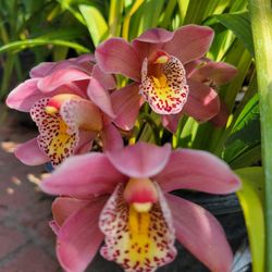 Orchid Plant (Simply Cymbidium)