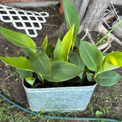 Canna Lilly 