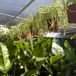 Plants (6”pot🌿Spider plant $15 each)