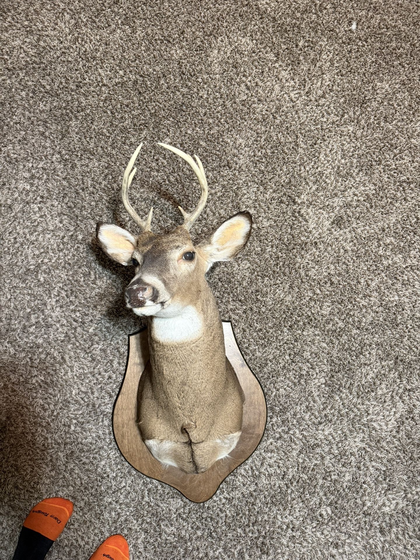 Deer mount
