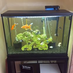 Fish Tank With Everything Included