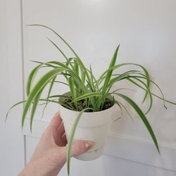 Baby Spider Plant