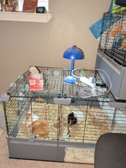 Free cage with 2 guinea pigs