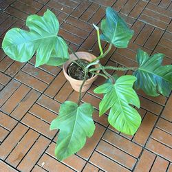 Squamiferum Philodendron Tropical Houseplant 4”