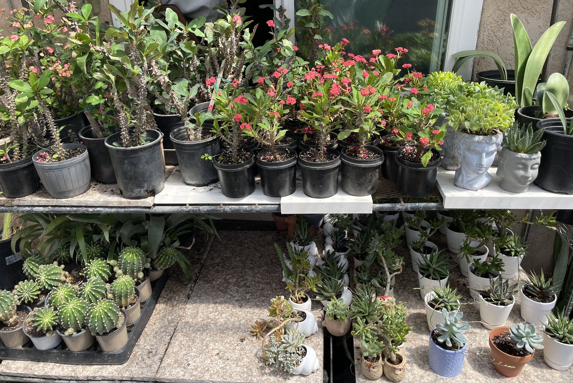 Plants And Succulents
