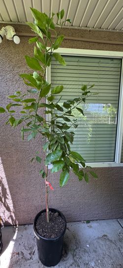 Minneola Tangelo