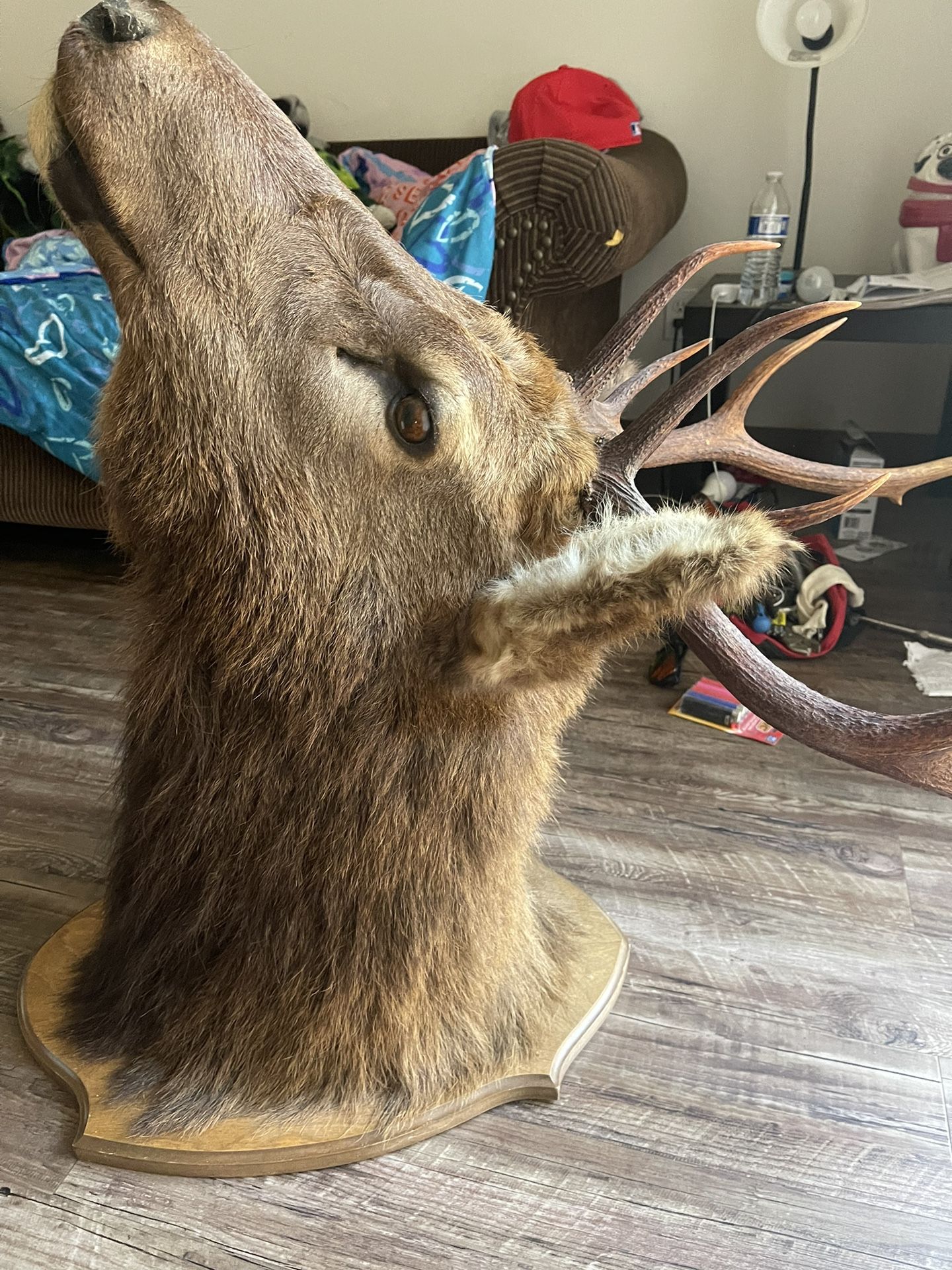 Deer Head