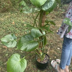 Monstera Deliciosa 