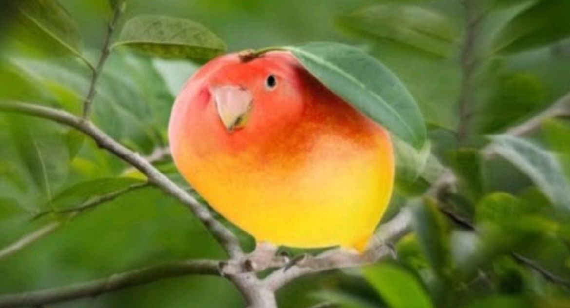 Mango Bird (JOKE)