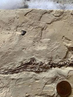 Very rare mesosaur Fossil 