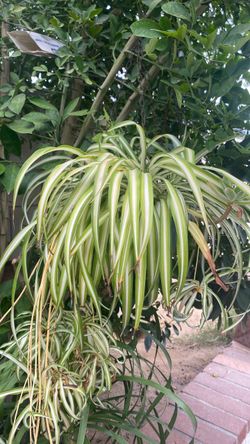 Spider plant CUTTINGS only for $1