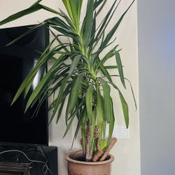 🌿 Large 5+ Ft Indoor Yucca Plant with Decorative Pot & Stand – $65 🌿  Beautiful, healthy and well-established indoor Yucca plant standing over 5 fee