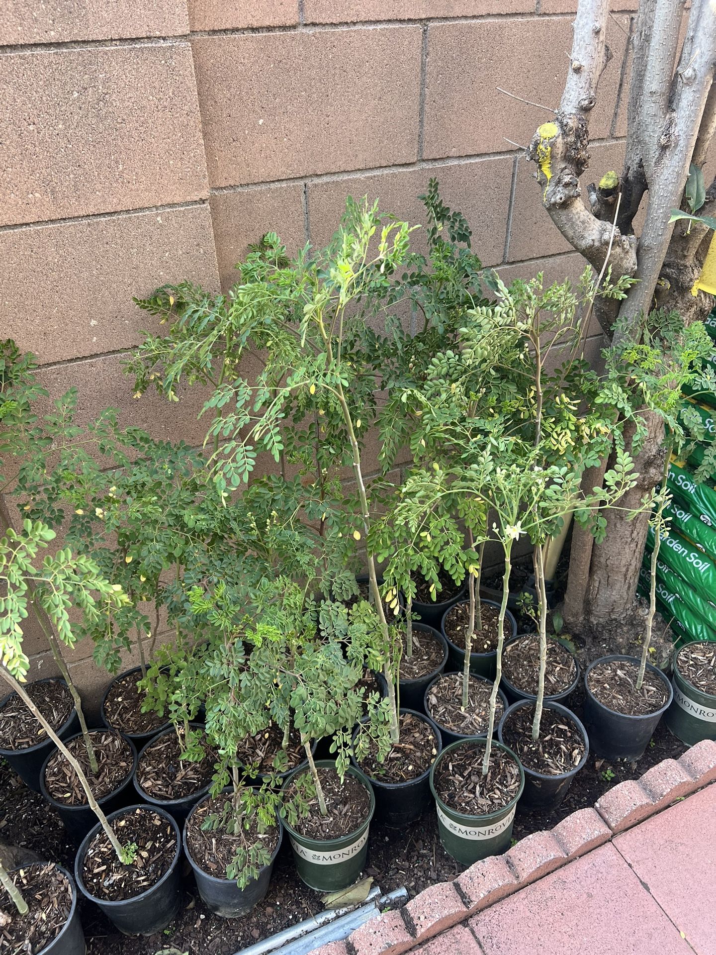 Moringa Plant