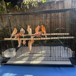 Bird Cage 