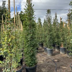 Eugenia Privacy Hedge