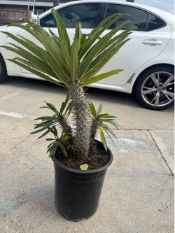 Madagasca Palm