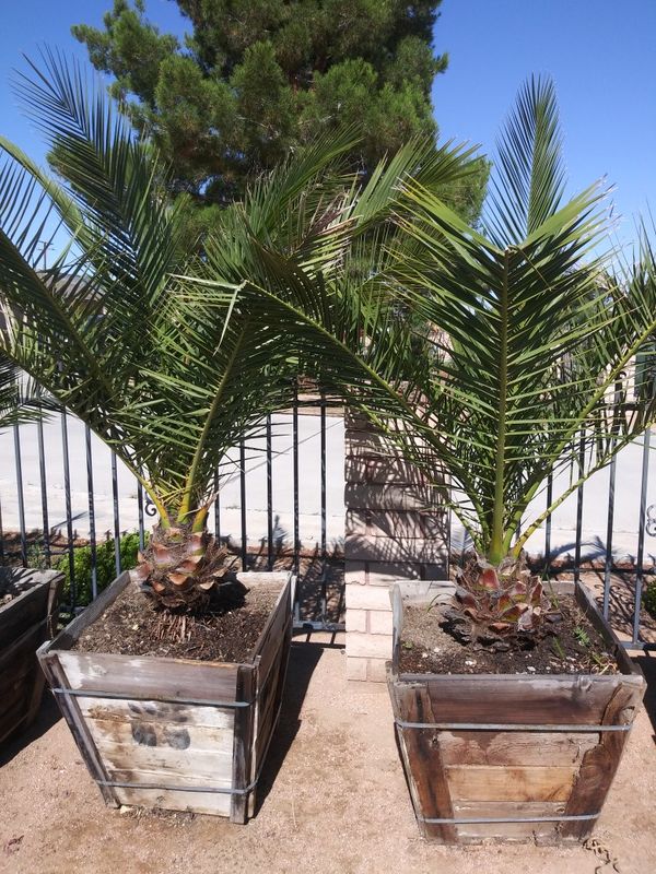 Canary island date palm for Sale in Apple Valley, CA OfferUp