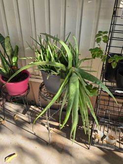 Aloe vera plant