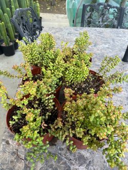 Crassula Brevifola