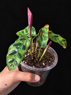 Rattlesnake Calathea (Calathea lancifolia) – Well Rooted & Pushing New Growth!