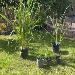 Sugar Cane Stick Plants Organic Grown