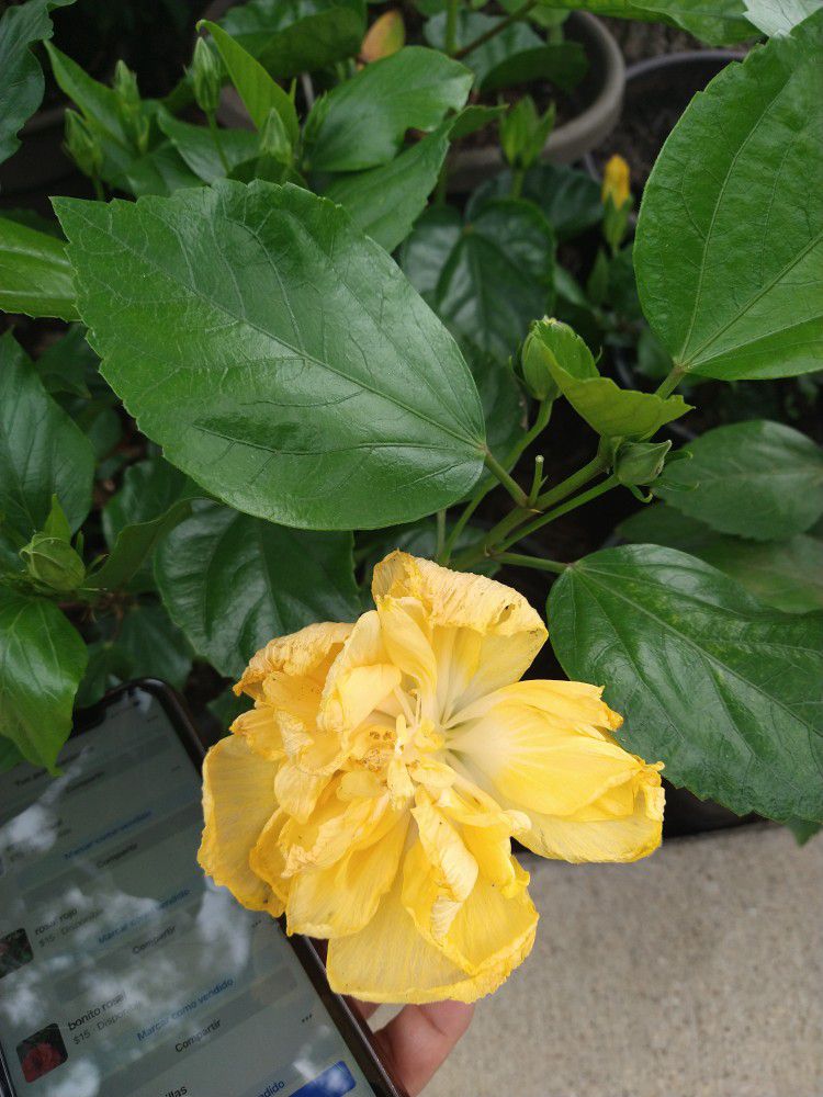 Tulipan Amarillo Flor Doble