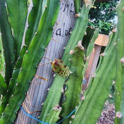 Dragon Fruit Trellis