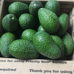 Avocados